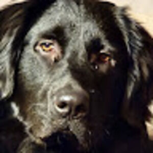 Meet your Posher, Cat